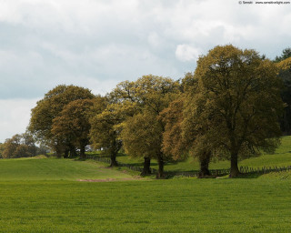 Field trees fence sky clouds - in the background free wallpaper for desktop