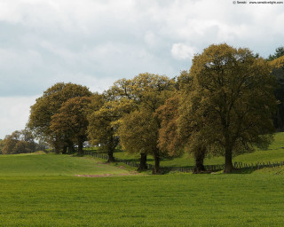 Field trees fence sky clouds 3 - tonalism free wallpaper