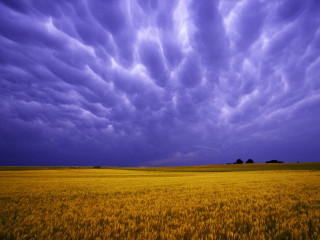 Wheat field cloudy sky blue 3 - the distance in the distance free wallpaper