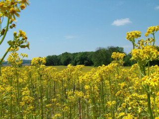 Yellow flowers trees blue sky 10 - yellow flower free wallpaper