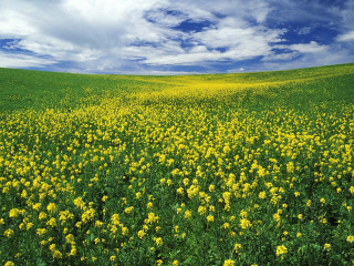 Yellow flowers blue sky clouds 3 - under a blue sky free wallpaper