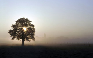 Tree field sun foggy sky 6 - godray free wallpaper