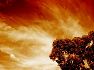 Tree red sky clouds background 2 - a bench in the foreground free wallpaper