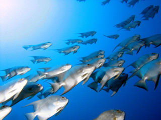Large group fish swimming ocean 13 - a large group of fish swimming in the ocean together free wallpaper