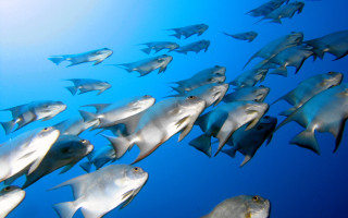 Large group fish swimming ocean 15 - a few smaller one free wallpaper