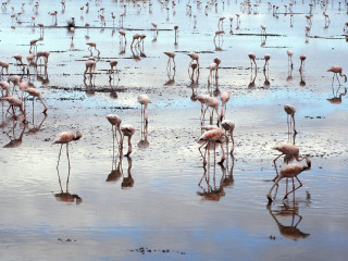 Flamingos beach water algae mud 4 - top of a beach next free wallpaper