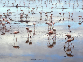Flamingos beach water algae mud 5 - top of a beach next free wallpaper for desktop