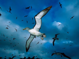 Flock birds flying cloudy sky 5 - a flock of birds free wallpaper