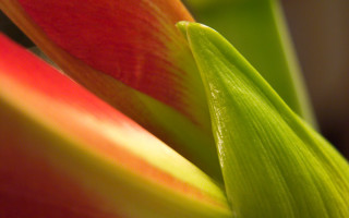 Flower closeup red yellow green - red center free wallpaper