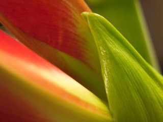 Close up flower green stem 3 - a green stem free wallpaper