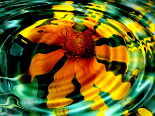 Flower floating water green yellow 2 - caustic free wallpaper