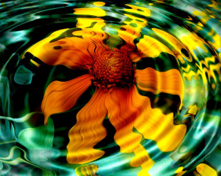 Flower floating water green yellow - floating free wallpaper for desktop