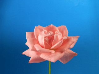 Pink rose vase blue background 3 - studio photography free wallpaper