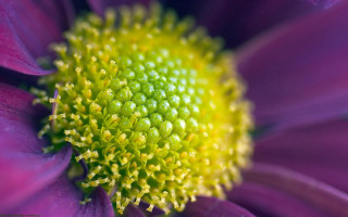 Purple flower yellow center green 5 - a yellow center free wallpaper