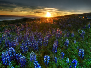 Blue flowers sunset dark sky - blue flower free wallpaper