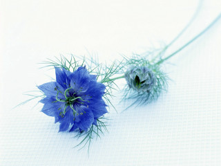 Blue flowers white table macro - a white tablecloth free wallpaper
