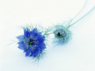 Blue flowers white table celina - a white tablecloth free wallpaper