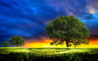 Tree field sunset clouds sky 16 - a sunset in the background free wallpaper