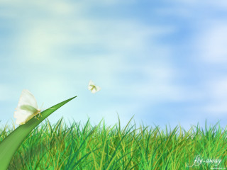 Butterfly flying green grass field - back end free wallpaper