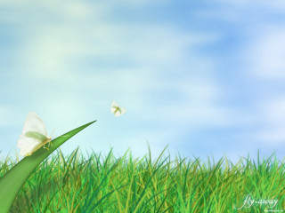 Butterfly flying green grass field 3 - back end free wallpaper