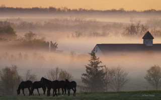 Horses field barn foggy morning 3 - a barn in the background free wallpaper
