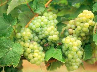 Grapes vineyard green leaves hanging - de hirsh margule free wallpaper