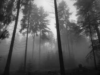Tall trees foggy forest misty - fog free wallpaper