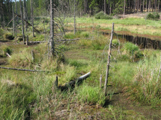 Swampy area trees logs grass 3 - environment free wallpaper