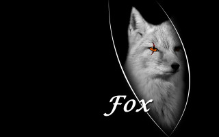 White fox orange eyes black - a white fox free wallpaper
