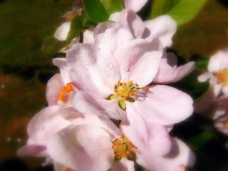 White flower water droplets soft - soft focus free wallpaper