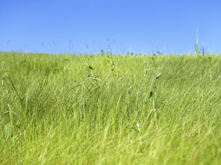 Tall grass blue sky bird - tall grass free wallpaper