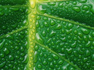 Green leaf water drops yellow 3 - detailed oil painting free wallpaper