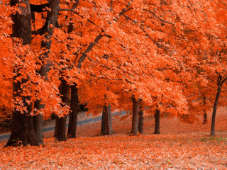 Park bench leaf covered trees 3 - color field free wallpaper