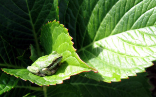 Frog sitting leaf sun sunny - free nature wallpaper