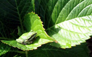 Frog sitting leaf sun sunny 2 - free nature wallpaper for desktop