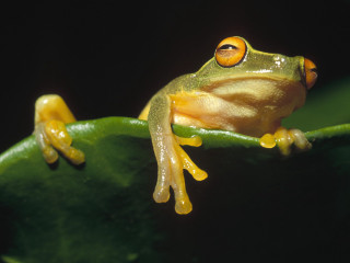 Frog green leaf black background 2 - a frog free wallpaper for desktop