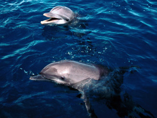 Dolphins ocean swimming bubbles caustics - daphne mcclure free wallpaper