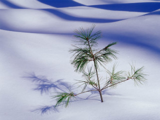 Small pine tree snow shadow - a shadow of a tree free wallpaper