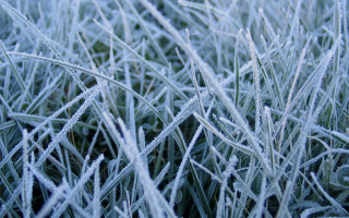 Frosty grass dew macro bamboo - frosty free wallpaper