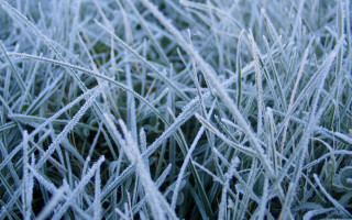 Frosty grass macro bamboo nature - frosty free wallpaper