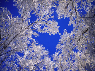 Blue sky snow covered trees 2 - a group of trees free wallpaper