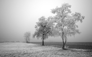 Foggy trees field black white 3 - fog in the background free wallpaper