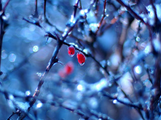 Red berries tree branch water - red berry free wallpaper for desktop