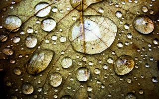 Close up leaf water droplets 9 - the leaf free wallpaper