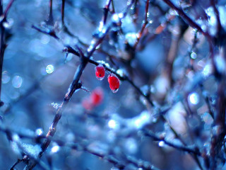 Red berries tree branch water 4 - red berry free wallpaper