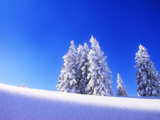 Snow covered hill trees blue 2 - minimalism free wallpaper