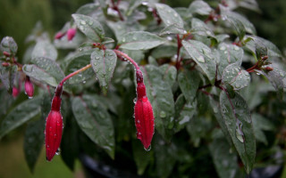 Red flower plant rain drops - rain drop free wallpaper