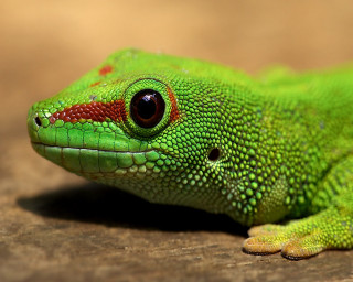 Green lizard red spots wooden 2 - a green lizard free wallpaper