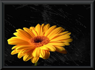 Yellow flower black frame black - a black frame free wallpaper