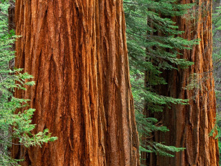Forest tall trees bear standing 2 - top of a tree free wallpaper